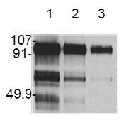 AM20164PU-N - Hepatocyte growth factor / HGF