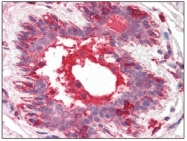 AM20164PU-N - Hepatocyte growth factor / HGF