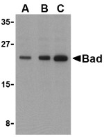 AP30114PU-N - Bcl-2-like 8