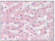 AM01230PU-N - Superoxide Dismutase 1 / SOD1