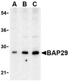 AP30120PU-N - BCAP29 / BAP29