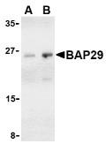 AP30121PU-N - BCAP29 / BAP29