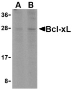 AP30132PU-N - Bcl-2-like 1