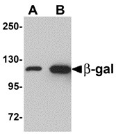 AP30140PU-N - Beta-galactosidase