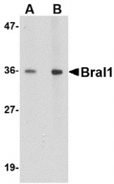AP30163PU-N - Brain link protein 1 / BRAL1