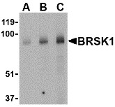 AP30167PU-N - BRSK1