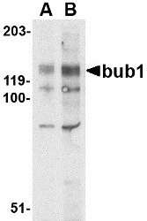 AP30171PU-N - BUB1A