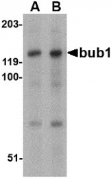 AP30172PU-N - BUB1A