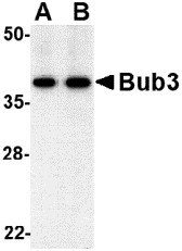 AP30173PU-N - BUB3