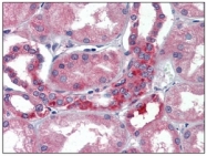 AM09083PU-N - Ribonuclease inhibitor (RNH1)
