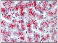 AM09083PU-N - Ribonuclease inhibitor (RNH1)