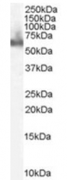 AP15928PU-N - DOK3