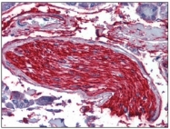 SM568P - alpha Tubulin / TUBA1B