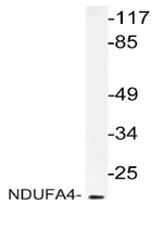 AP20126PU-N - NDUFA4