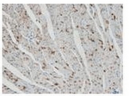 AP20135PU-N - Mitofusin-2