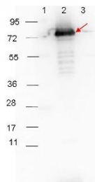 R1454HRP - Rabbit IgG