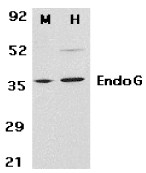 AP30316PU-N - Endonuclease G