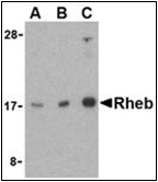 AP30721PU-N - RHEB