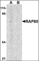 AP30707PU-N - UIMC1 / RAP80