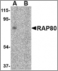 AP30706PU-N - UIMC1 / RAP80