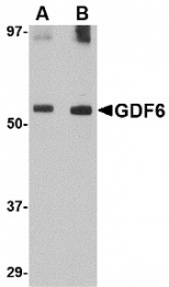 AP30360PU-N - BMP13 / GDF6
