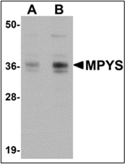 AP30565PU-N - TMEM173 / STING