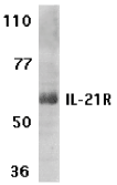 AP30415PU-N - Interleukin-21 receptor / IL21R