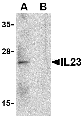 AP30418PU-N - Interleukin-23 alpha / IL23A