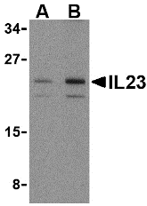 AP30419PU-N - Interleukin-23 alpha / IL23A