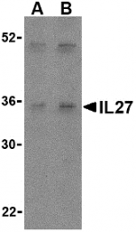 AP30421PU-N - Interleukin-27 / IL27A