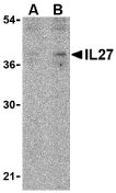 AP30420PU-N - Interleukin-27 / IL27A