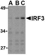 AP30447PU-N - IRF3