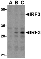 AP30448PU-N - IRF3