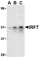 AP30449PU-N - IRF7