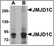 AP30459PU-N - JMJD1C / TRIP8