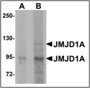AP30457PU-N - KDM3A / JHDM2A