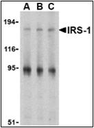 AP30456PU-N - IRS1