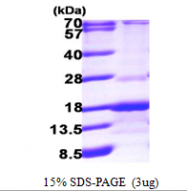 AR09630PU-L - Rab-interacting factor (RABIF)