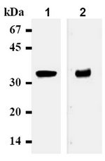 AM05093AF-N - Syntaxin 1A / STX1A