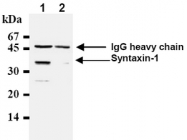 AM05093AF-N - Syntaxin 1A / STX1A