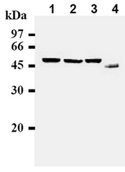 AM00228AF-N - Cyclin B1