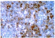 AM00228AF-N - Cyclin B1