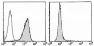 AM20190AF-N - CD30