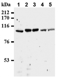 AM20198AF-N - CDC27