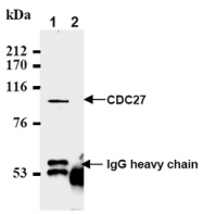 AM20198AF-N - CDC27