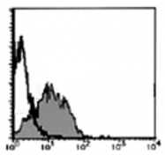 AM20199AF-N - PSMA / FOLH1