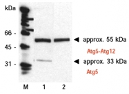 AM20206PU-N - APG5L / ATG5
