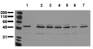 AM20207PU-N - Aurora kinase A