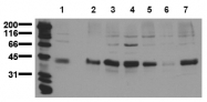 AM20208PU-N - Aurora-A/B