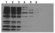 AM20209PU-N - Biotin